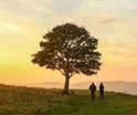 Bild eines Baums vor dem Sonnenuntergang, zwei Menschen gehen vorbei.